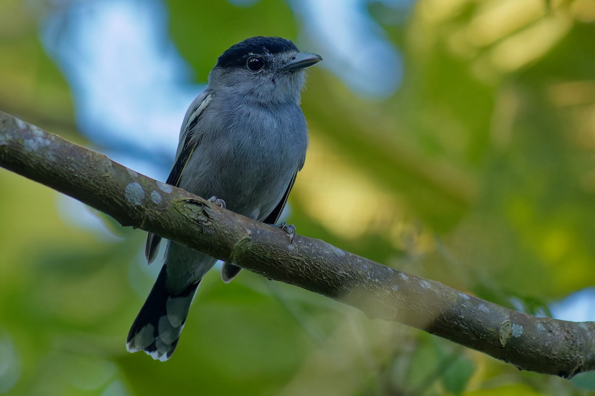 White-winged Becard - ML638990006