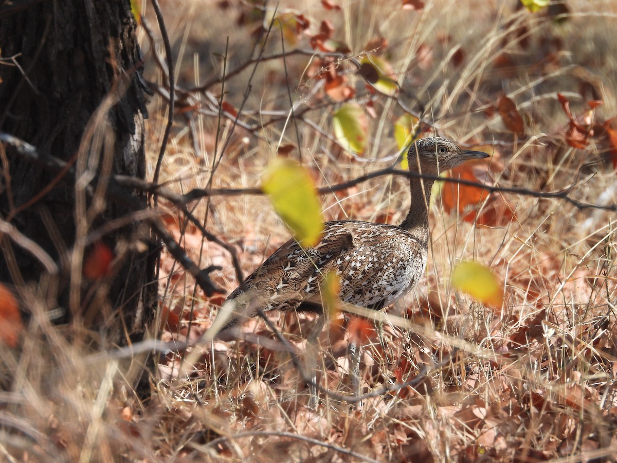 Red-crested Bustard - ML638990007