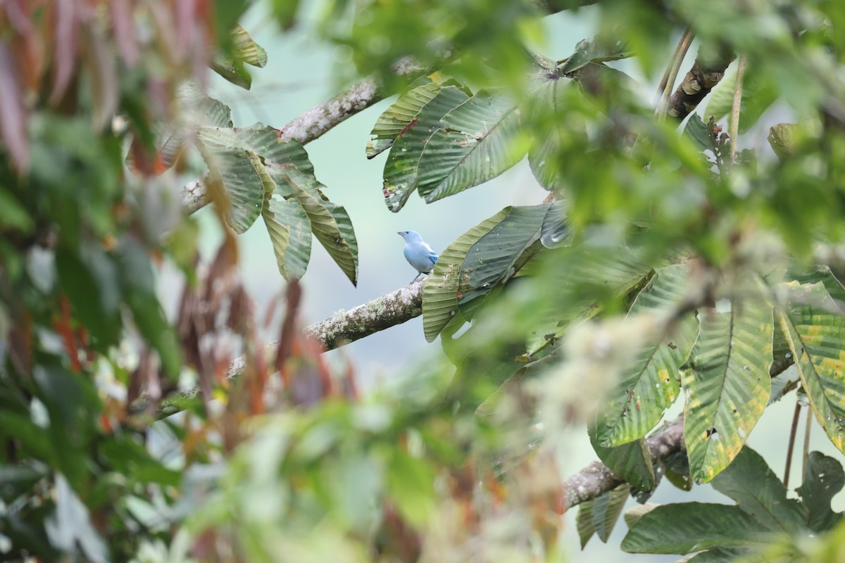 Blue-gray Tanager - ML638990011