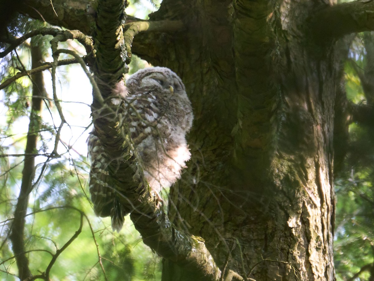 Barred Owl - ML638990014