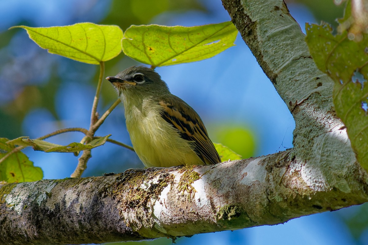 Yellow-winged Flatbill - ML638990015