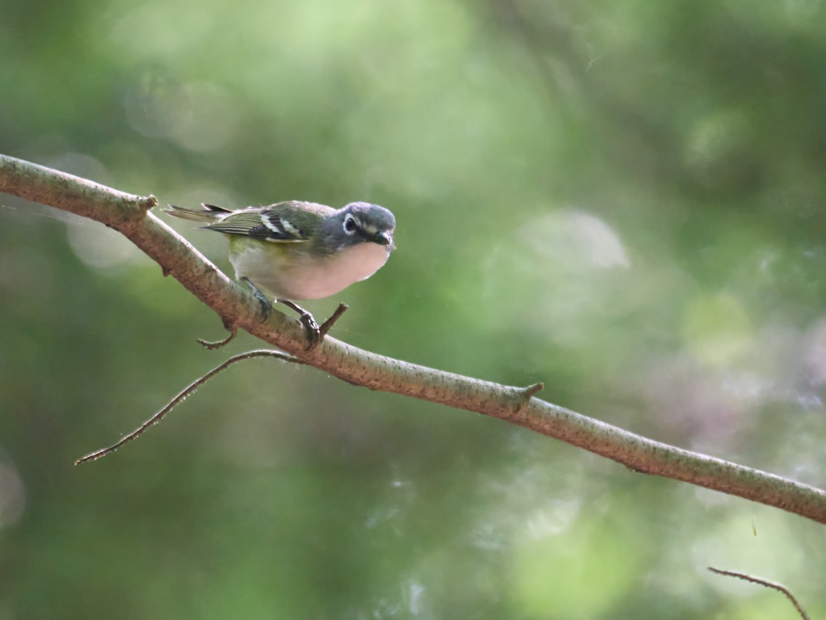Blue-headed Vireo - ML638990017