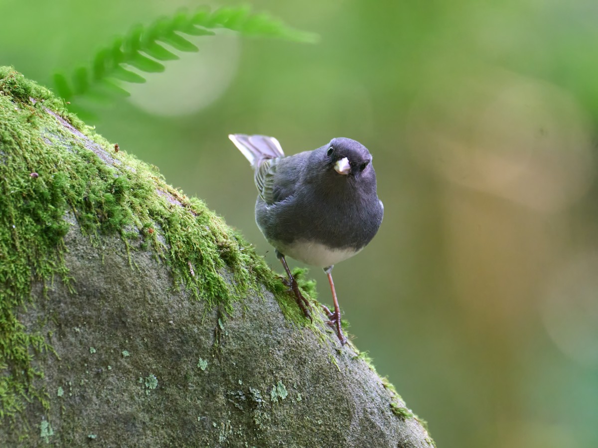 Dark-eyed Junco - ML638990019