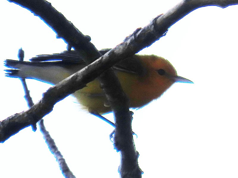 Prothonotary Warbler - ML638990020