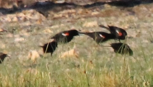 Red-winged/Tricolored Blackbird - ML638990022