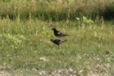 Tricolored Blackbird - ML638990024