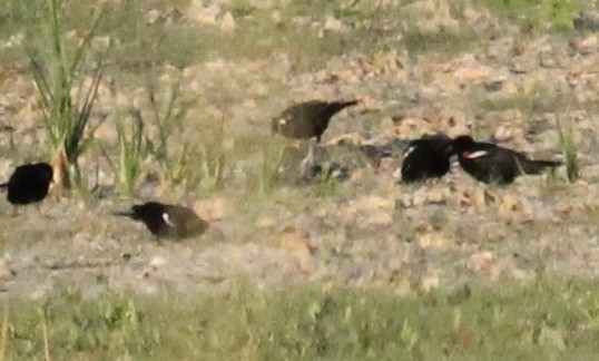 Tricolored Blackbird - ML638990025