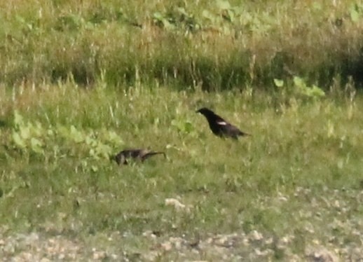 Tricolored Blackbird - ML638990026