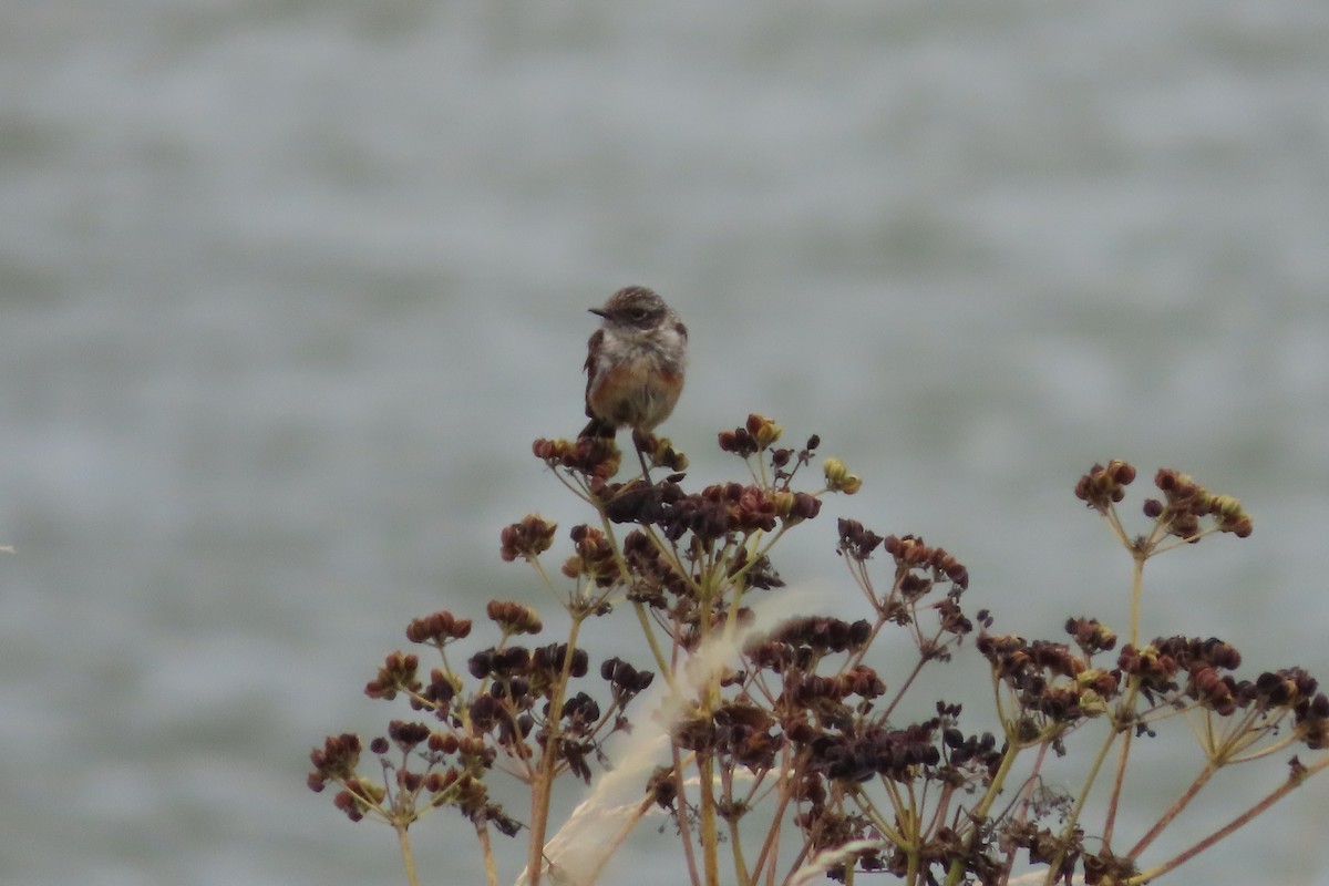 European Stonechat - ML638990032
