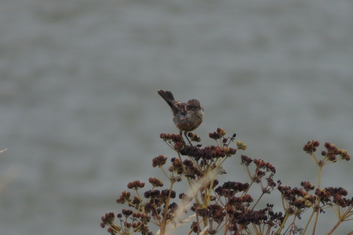European Stonechat - ML638990045