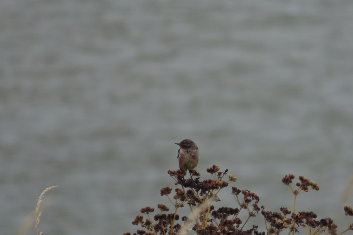 European Stonechat - ML638990058