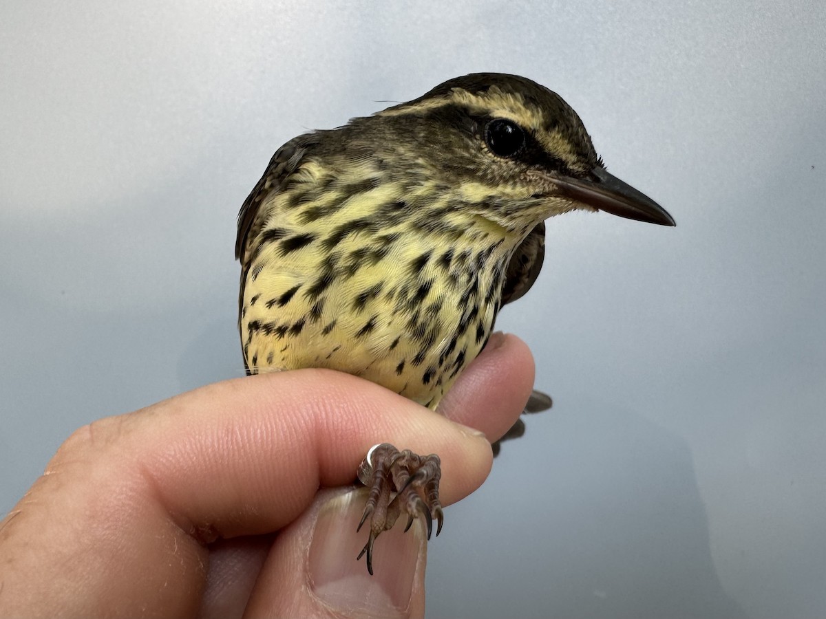 vannparula - ML638990088