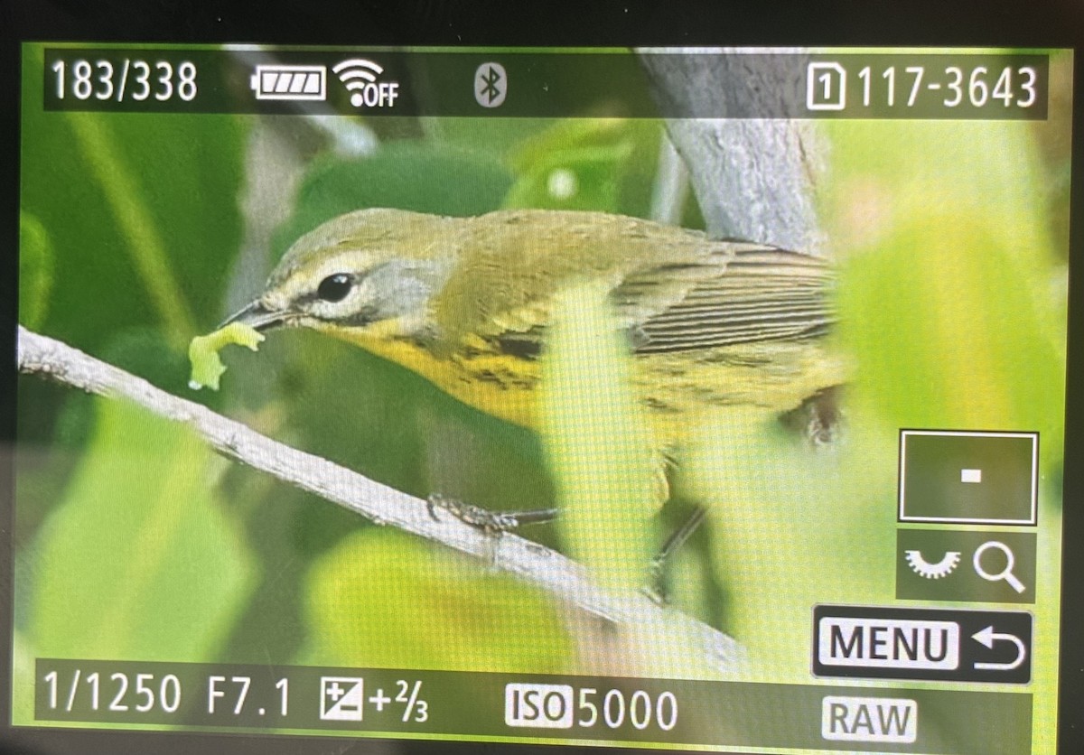 Prairie Warbler - ML638990189