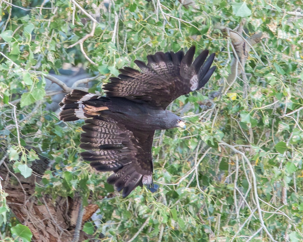 クロノスリ - ML638990219