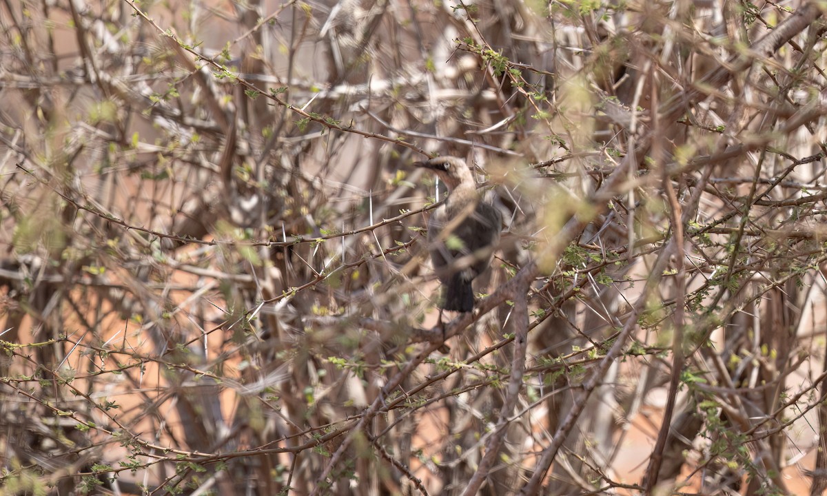 Fischer's Starling - ML638990280