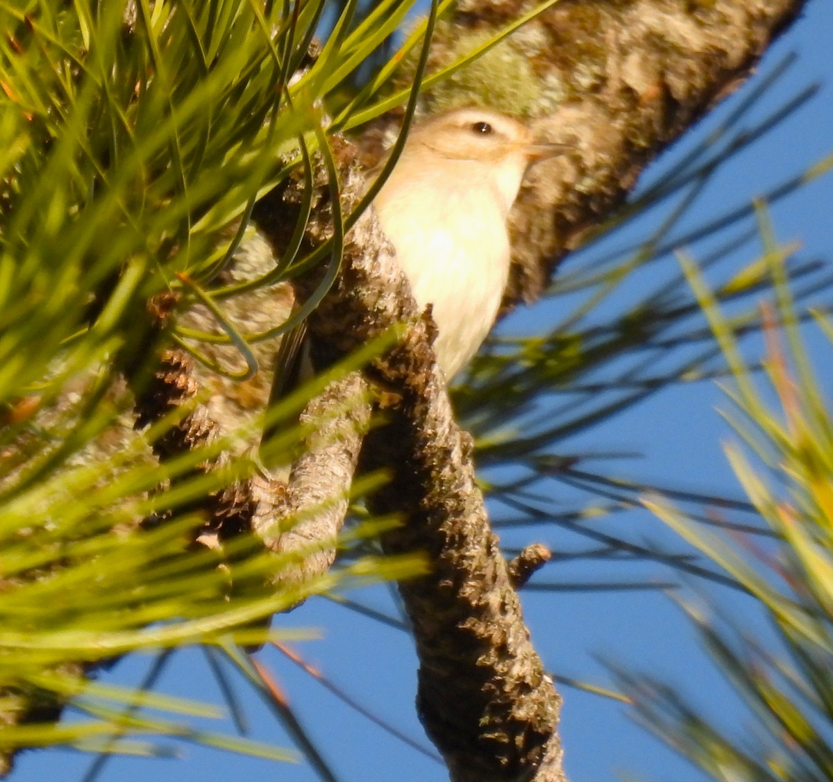 Warbling Vireo - ML638990324