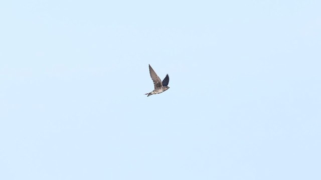 Purple Martin - ML638990361