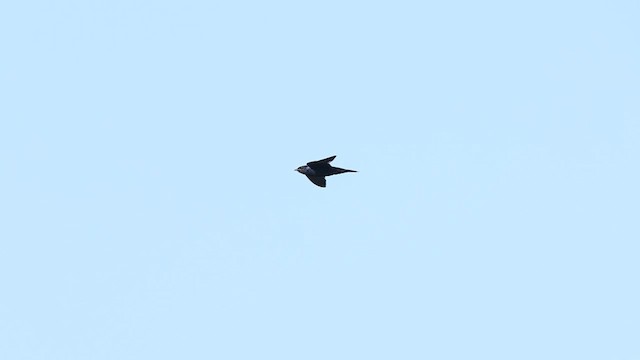 Purple Martin - ML638990363