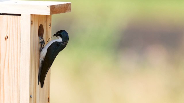 Tree Swallow - ML638990373