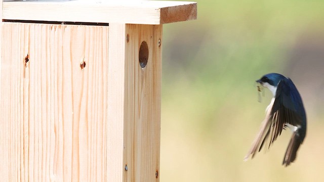 Tree Swallow - ML638990374