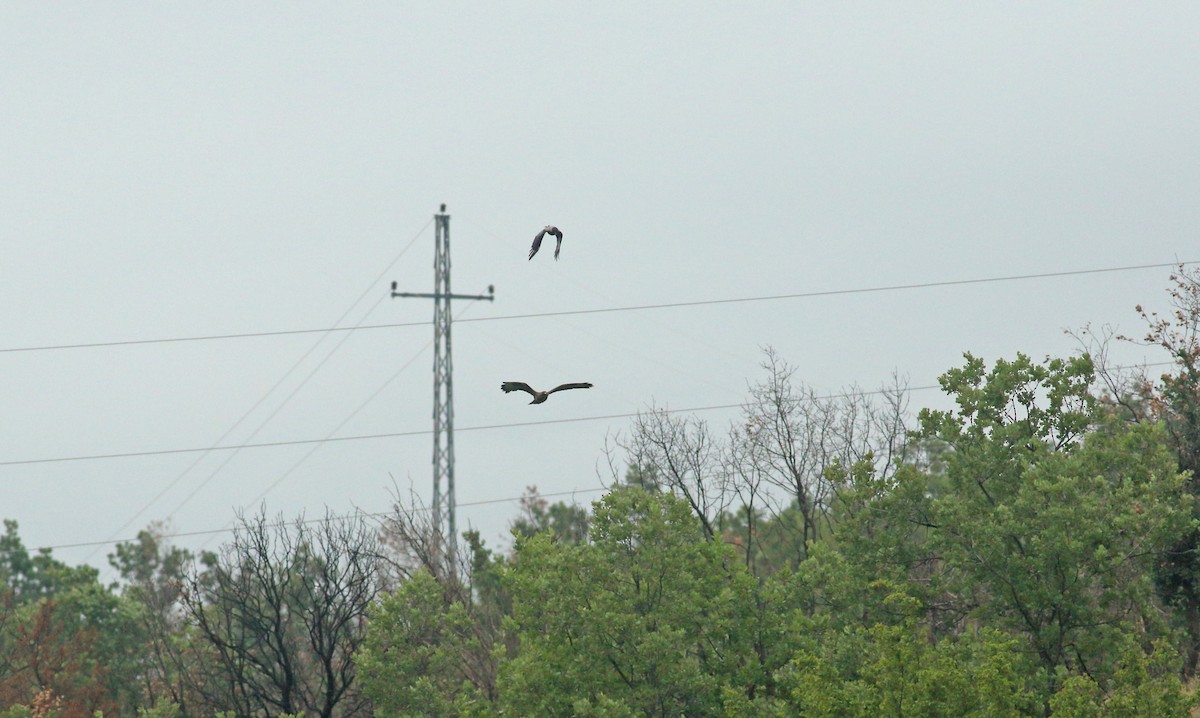 Hooded Crow - ML638990389