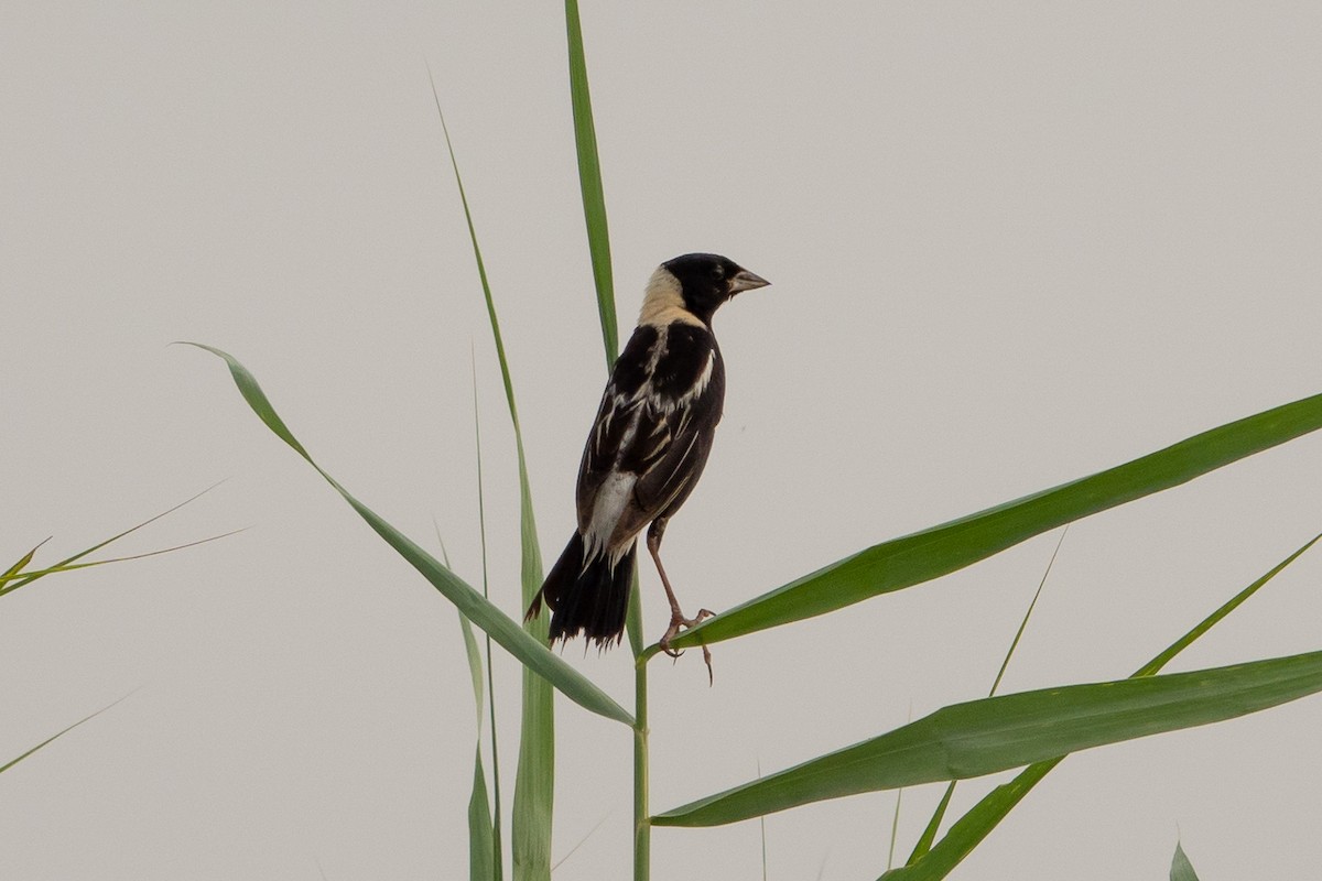 Bobolink - ML638990434