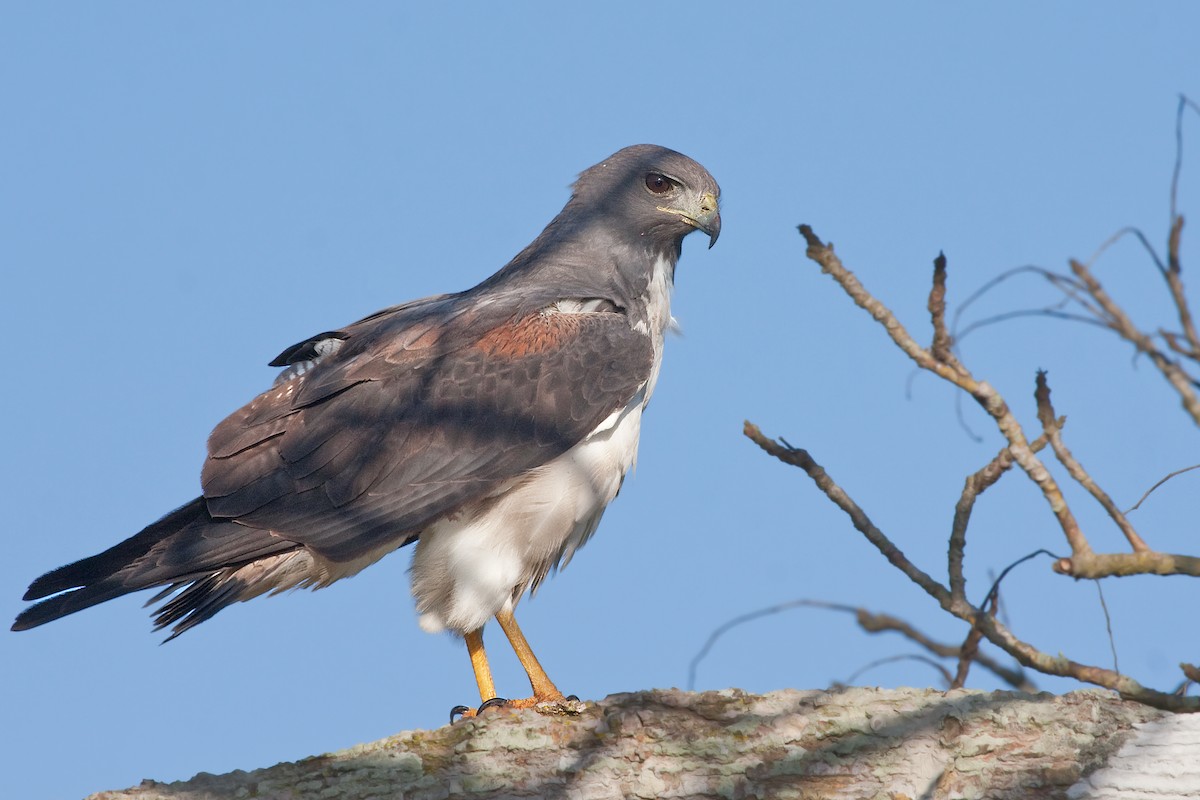 káně pestrá - ML638990455