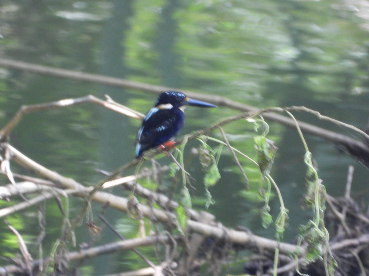 Northern Silvery-Kingfisher - ML638990471