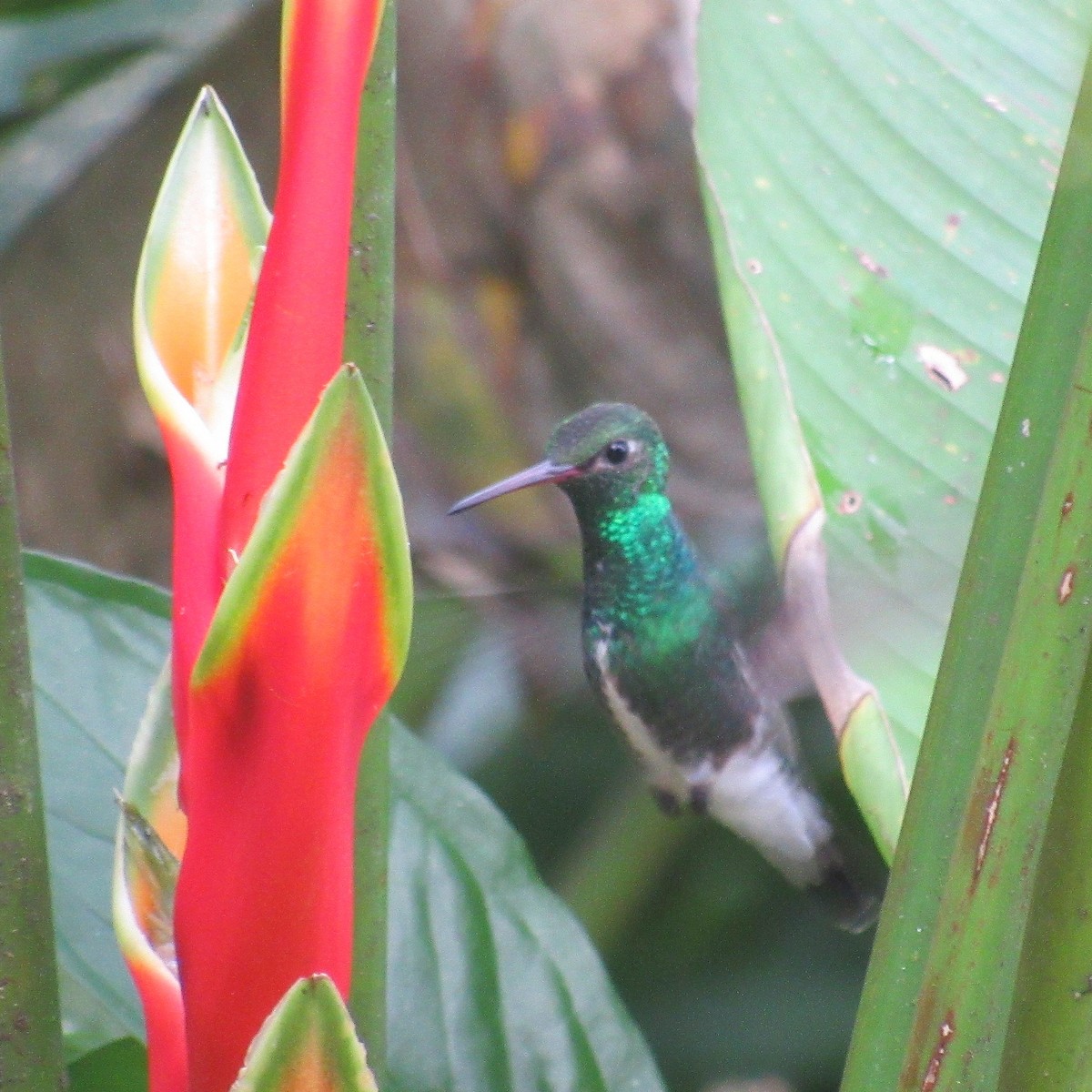 Glittering-throated Emerald - ML638990475