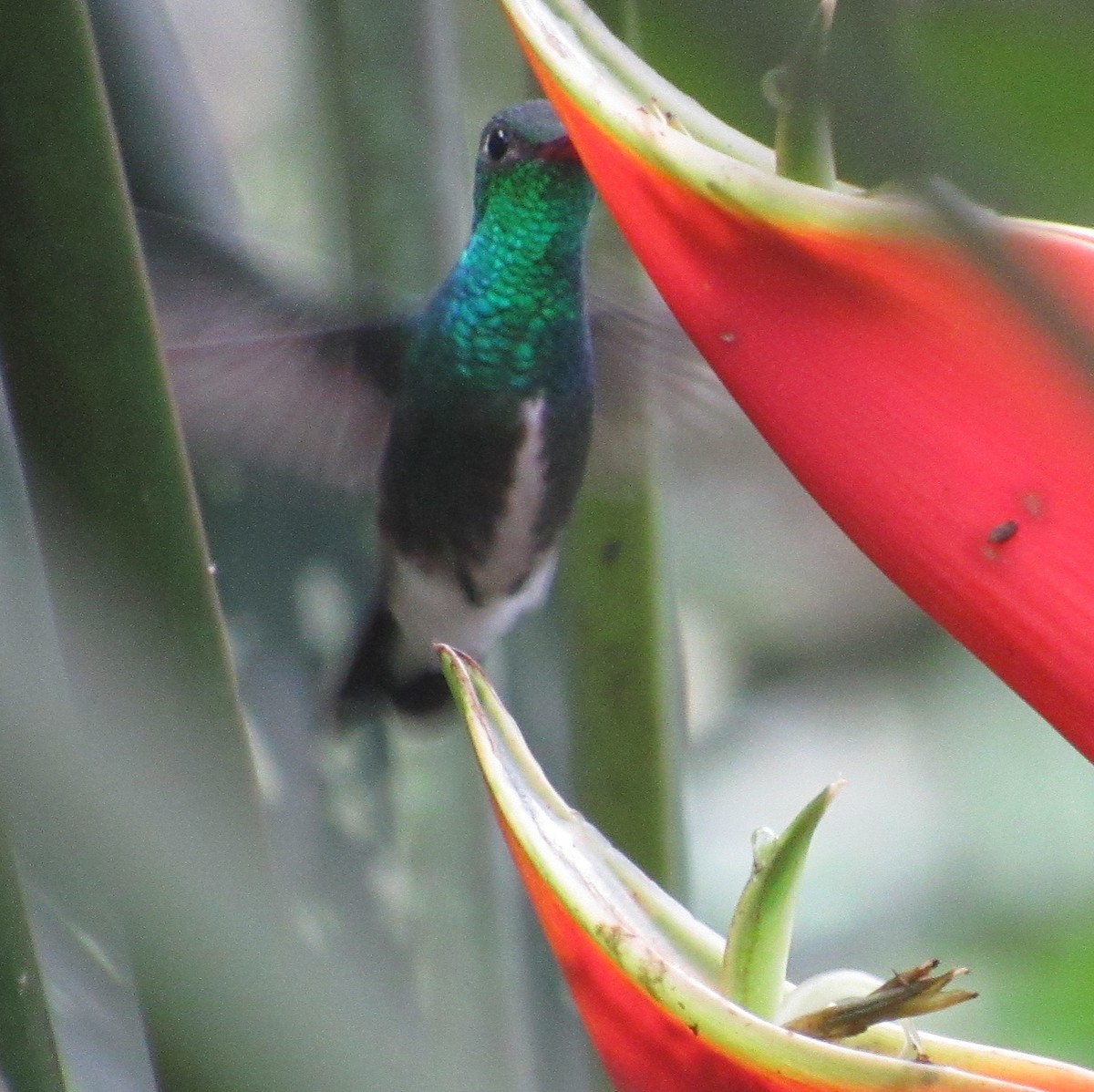 Glittering-throated Emerald - ML638990476