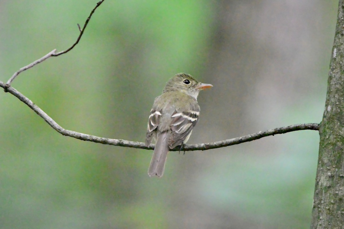 Acadian Flycatcher - ML638990479