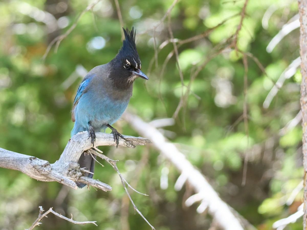 Steller's Jay - ML638990480