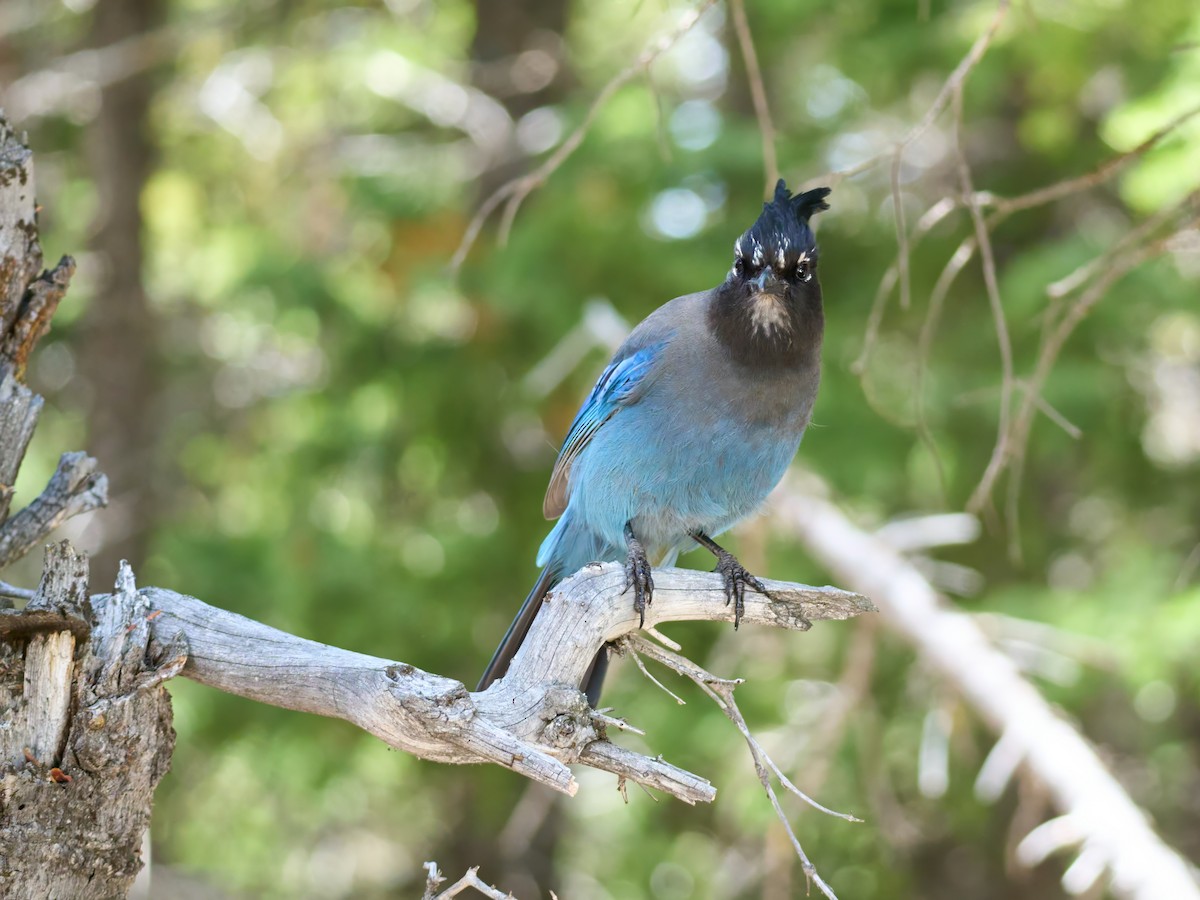 Steller's Jay - ML638990482