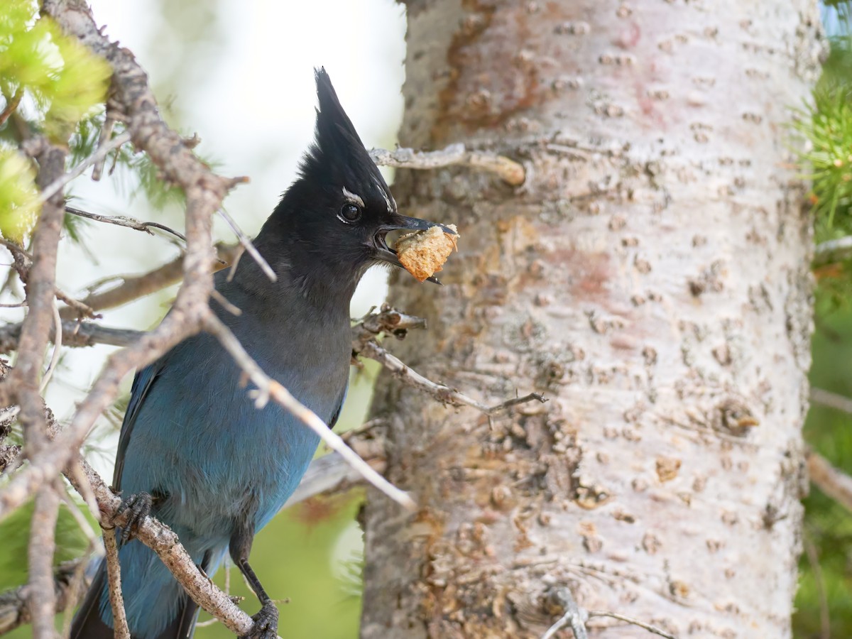 Steller's Jay - ML638990484