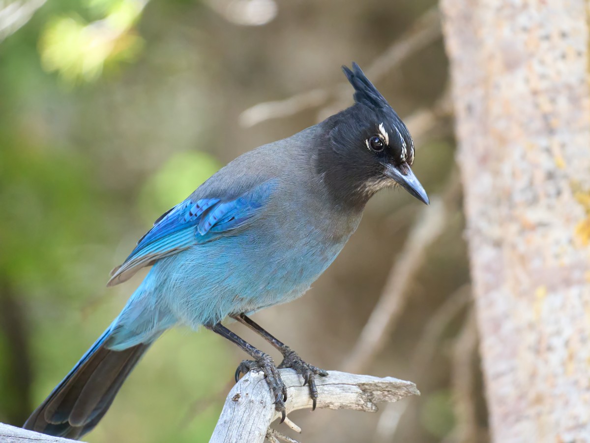 Steller's Jay - ML638990485