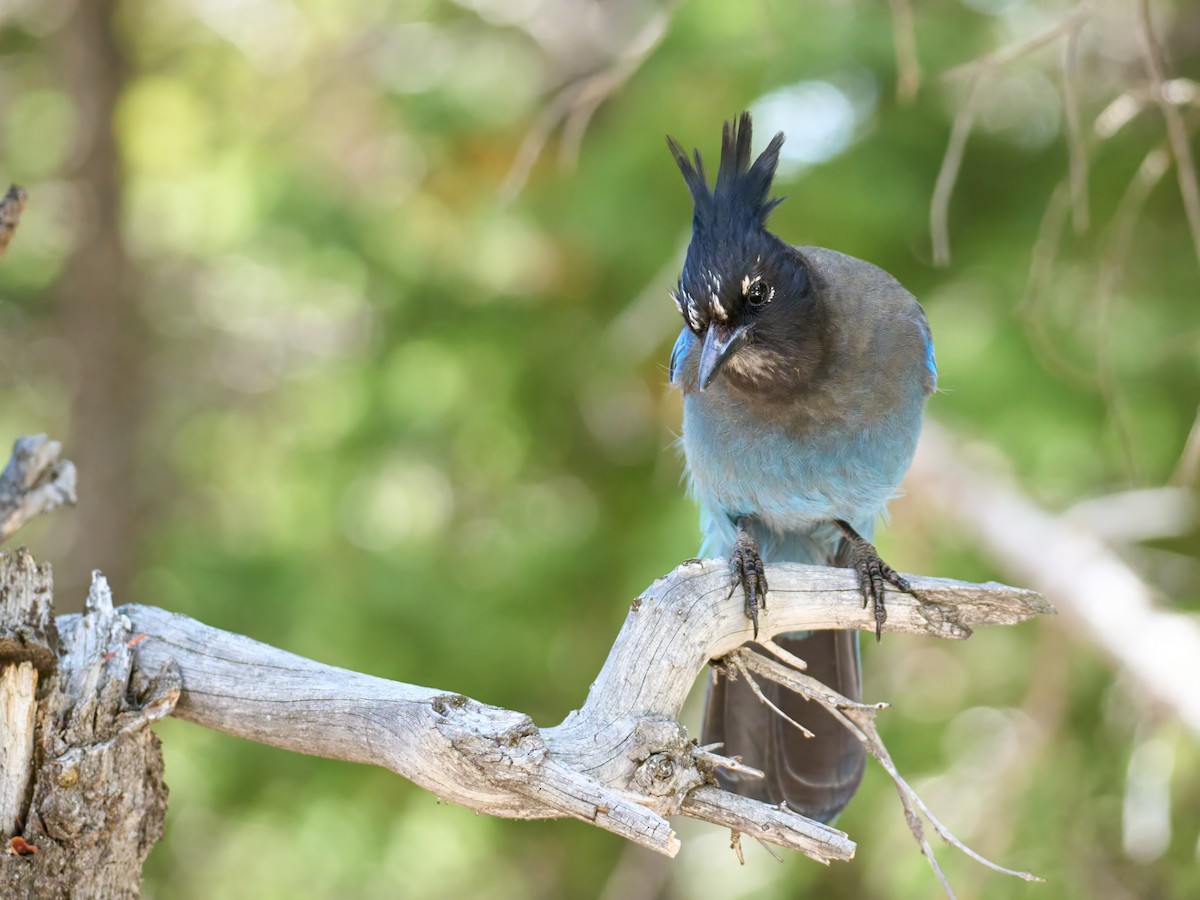 Steller's Jay - ML638990486