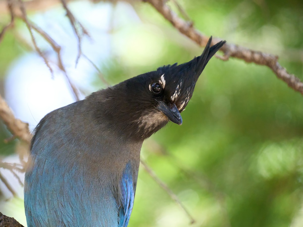Steller's Jay - ML638990488