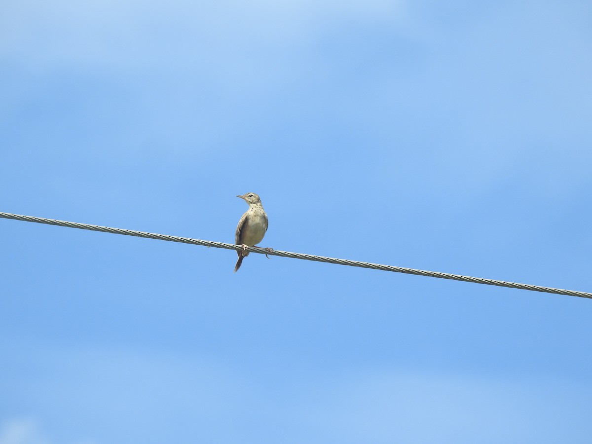 Paddyfield Pipit - ML638990536