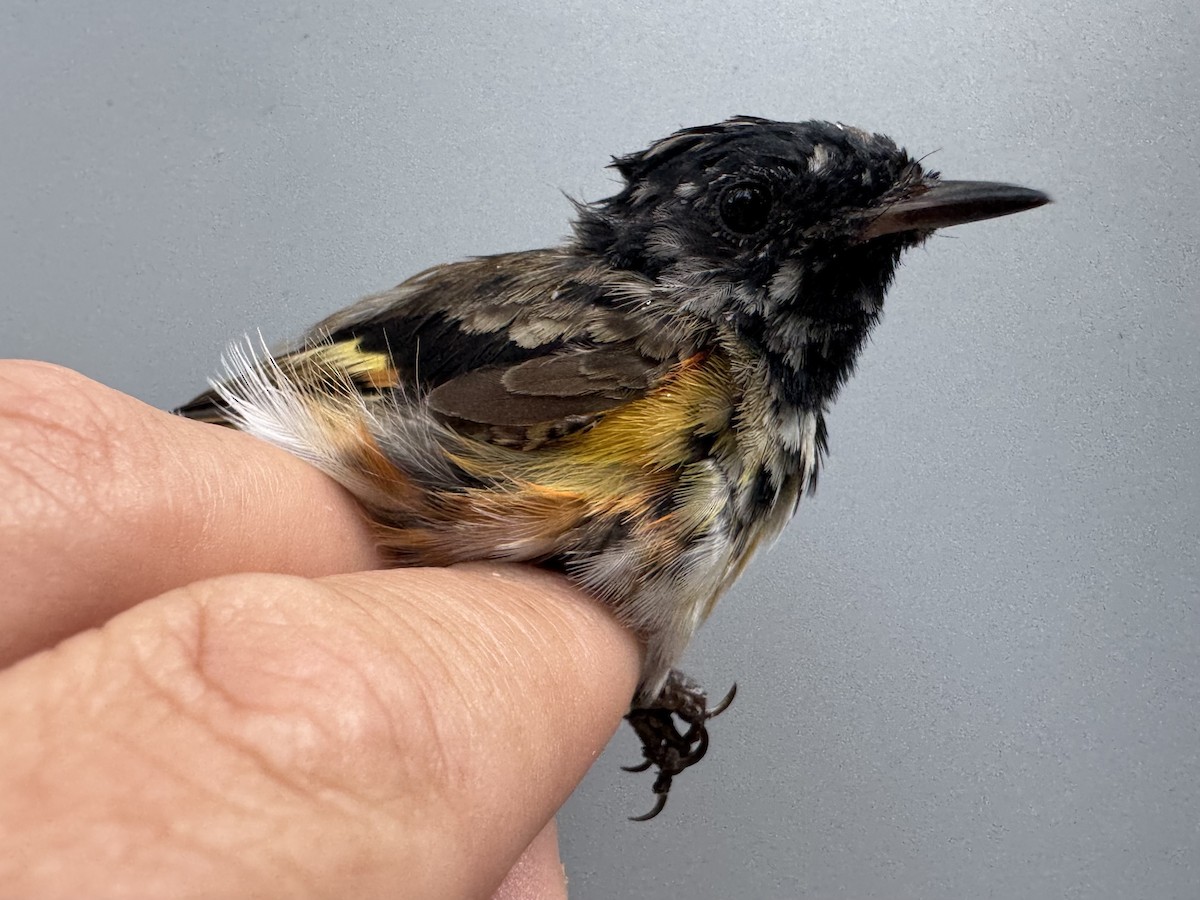 American Redstart - ML638990550