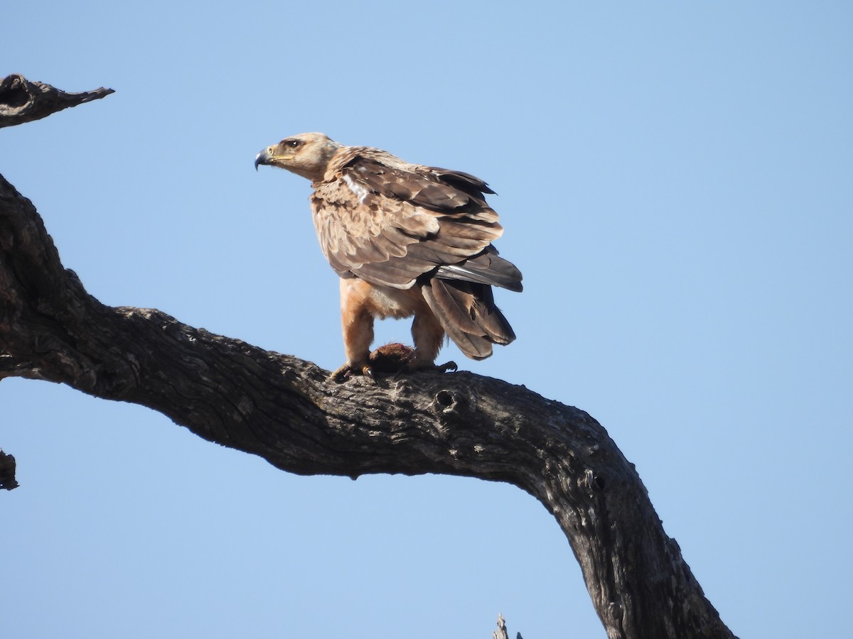 Tawny Eagle - ML638990569