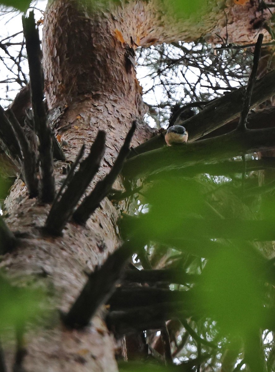 Eurasian Nuthatch - ML638990575
