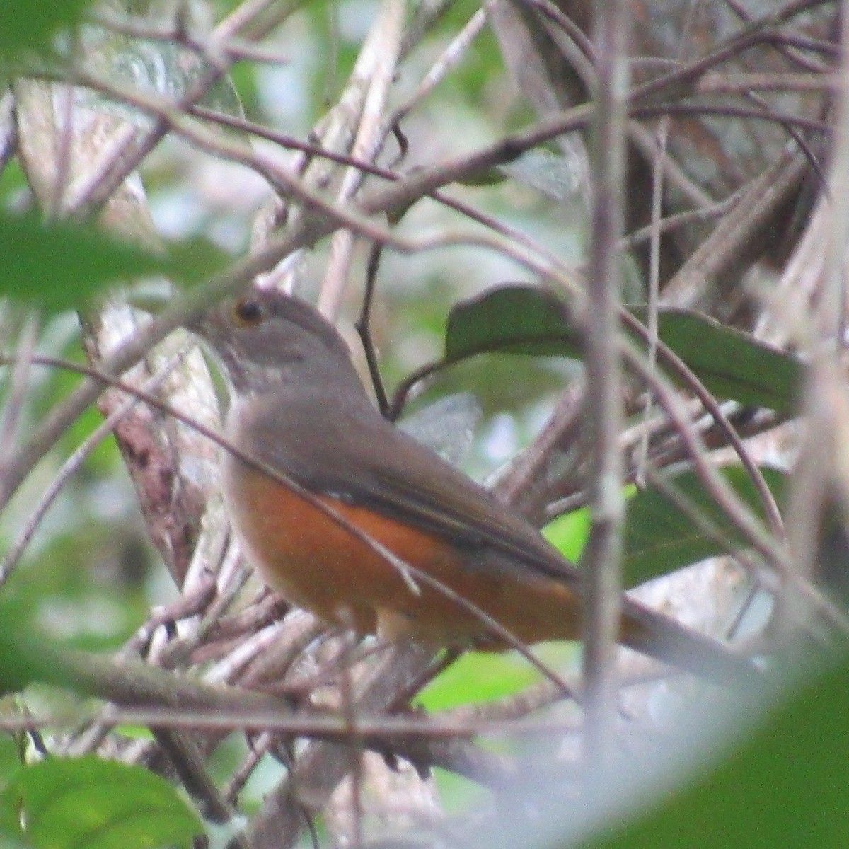 Rufous-bellied Thrush - ML638990576