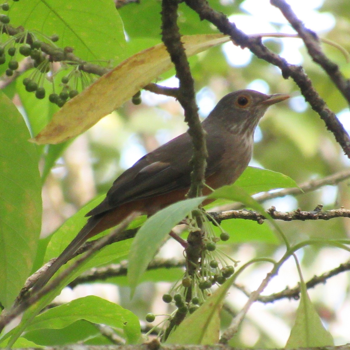 Rufous-bellied Thrush - ML638990578