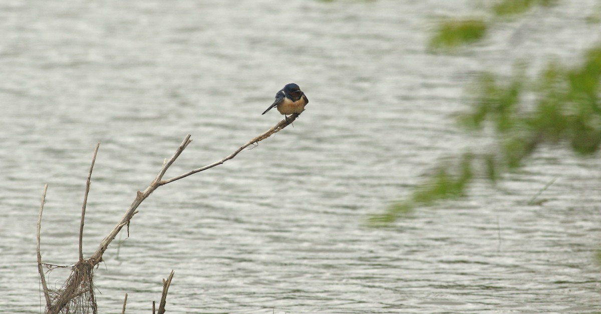 Barn Swallow - ML638990585