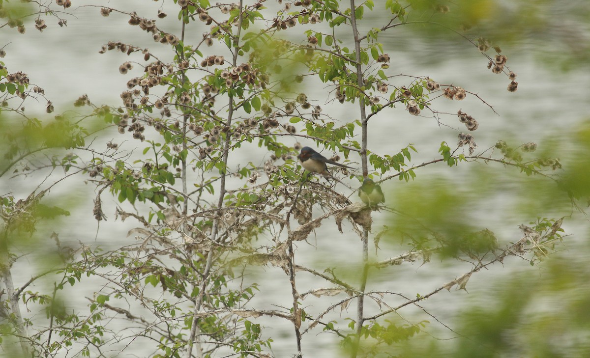 Barn Swallow - ML638990587