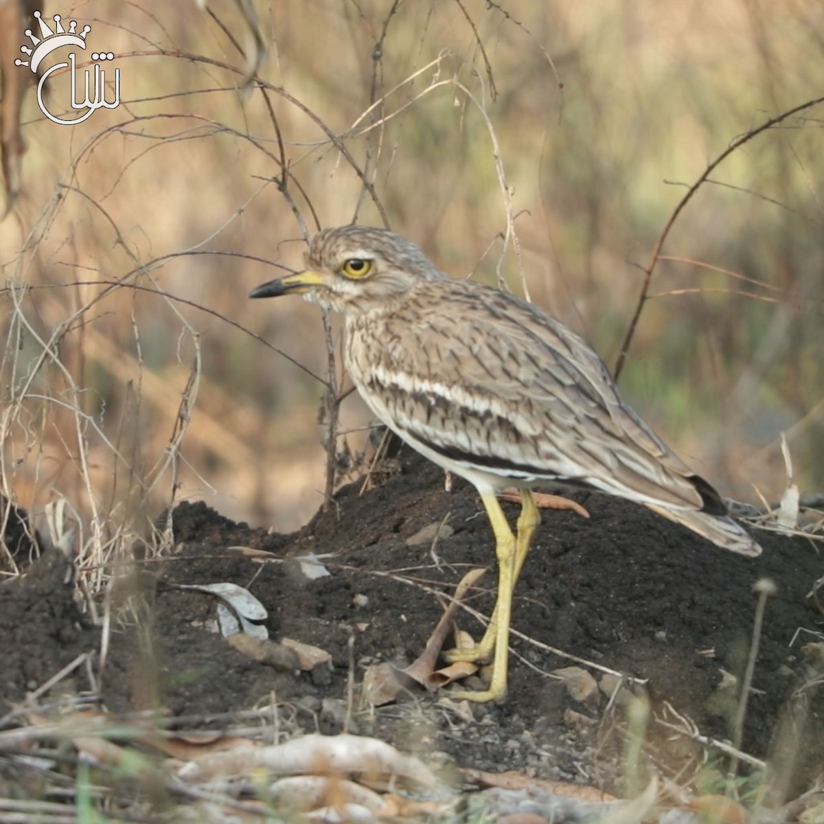 dytík indický - ML638990593