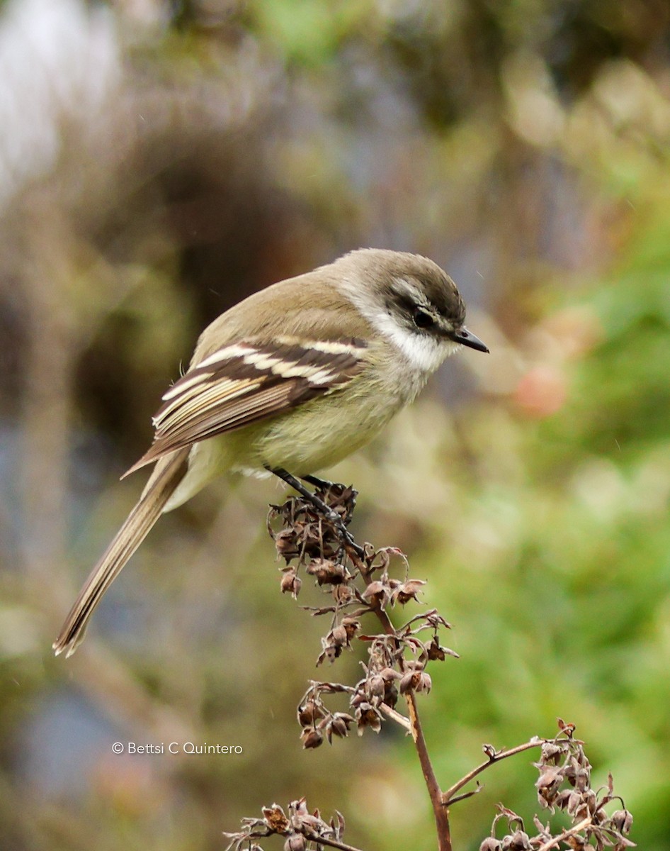 White-throated Tyrannulet - ML638990595