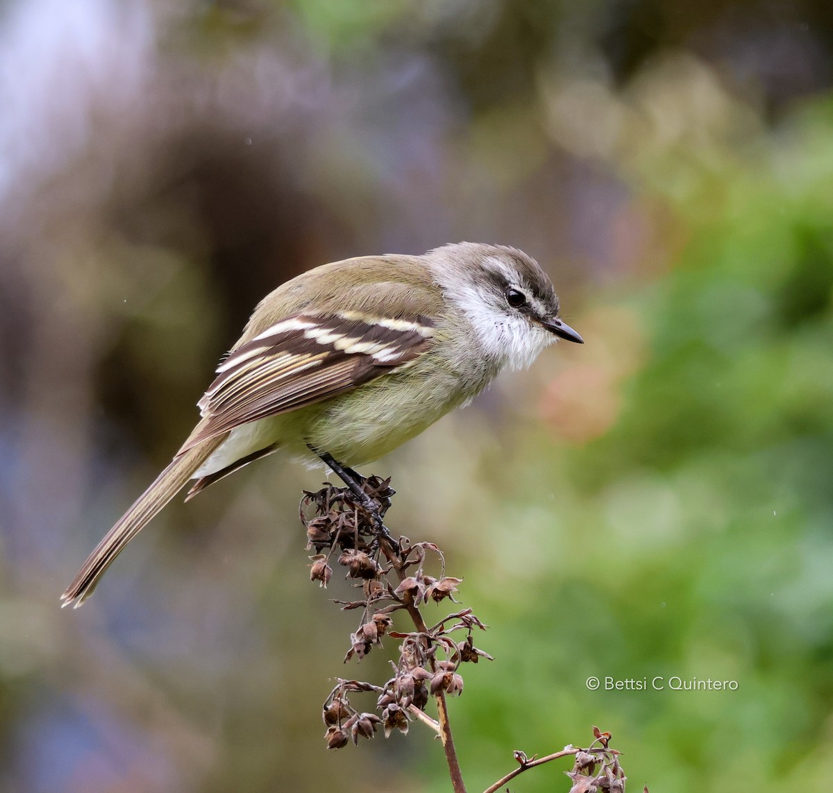 White-throated Tyrannulet - ML638990596