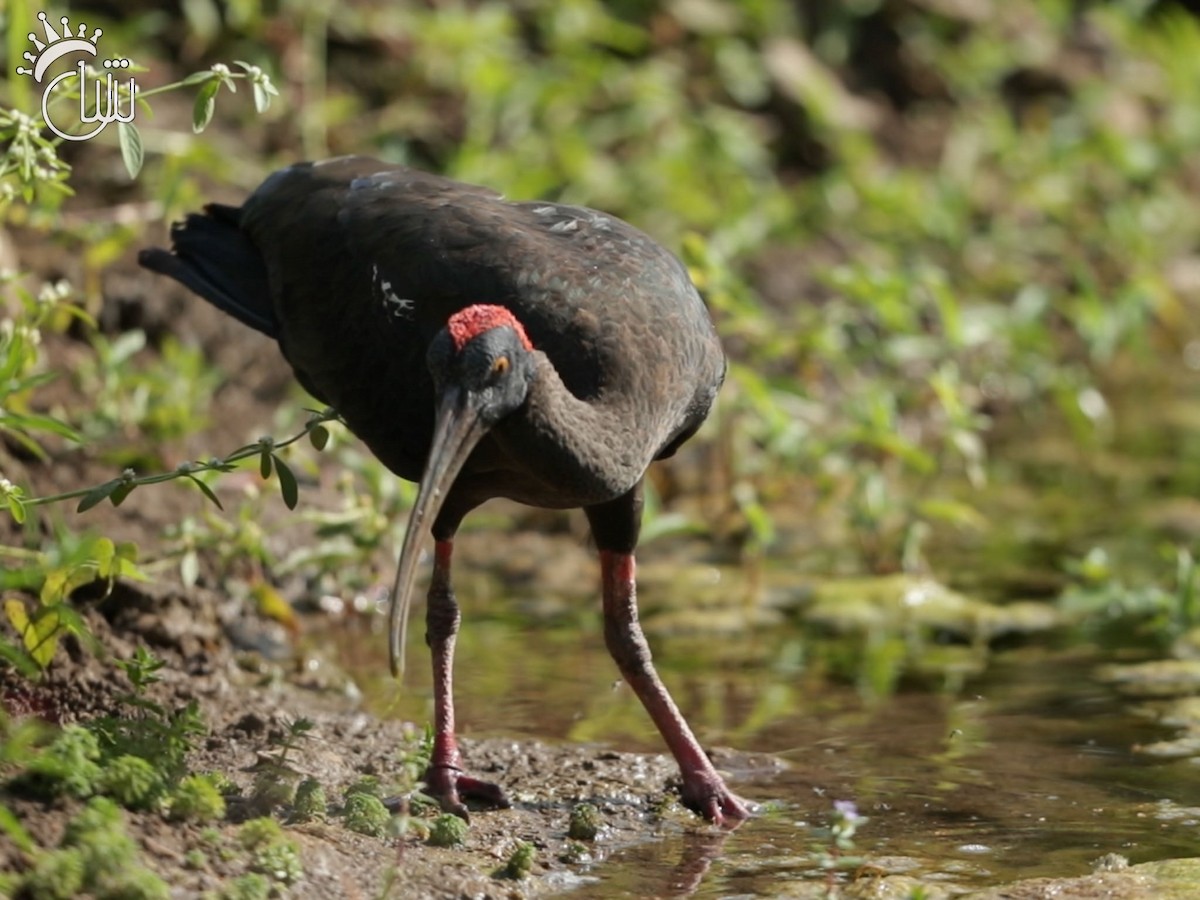 ibis bradavičnatý - ML638990601