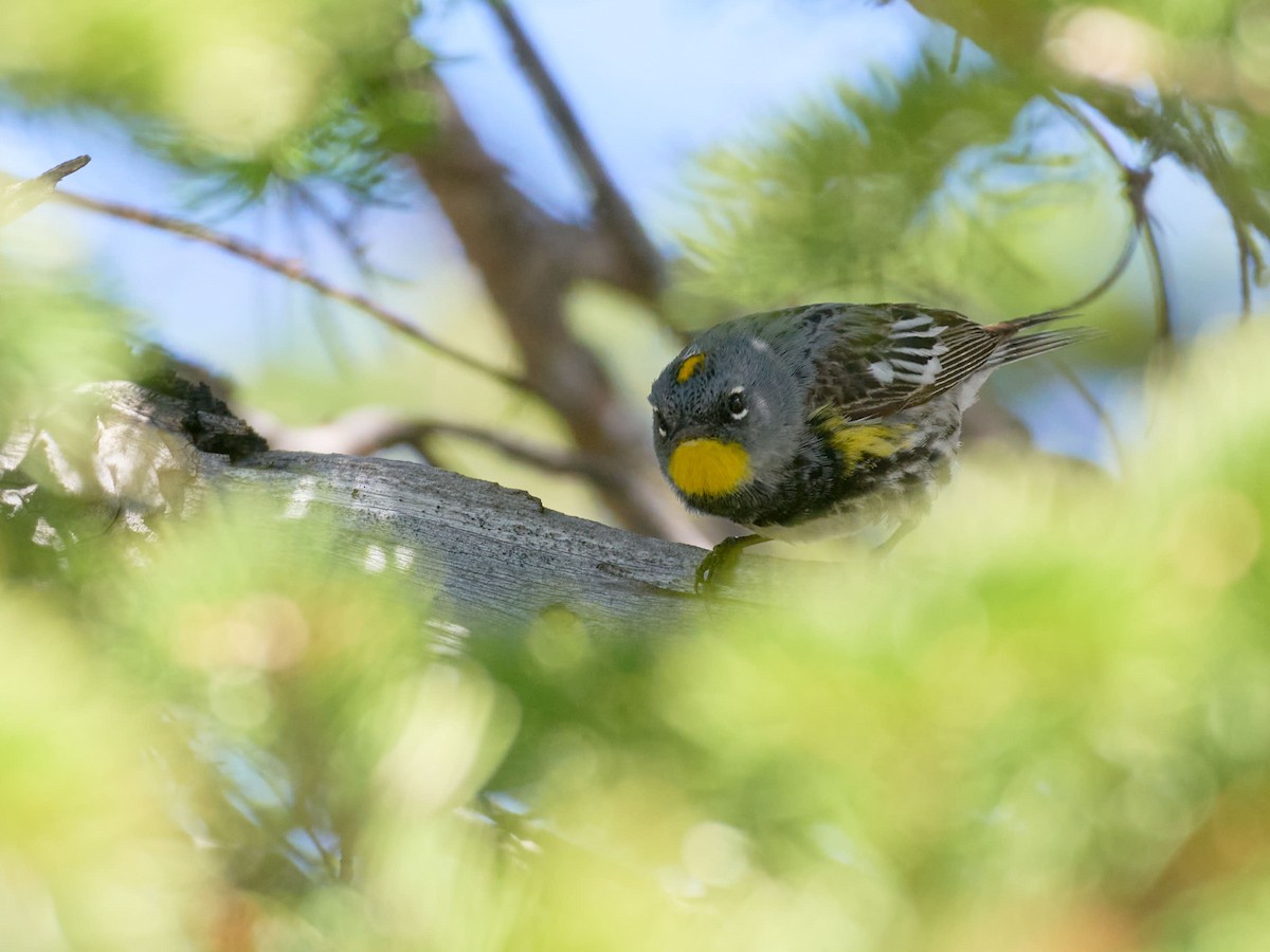 Yellow-rumped Warbler - ML638990611